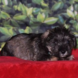 Miniature Schnauzer Puppies from Imperial Schnauzers