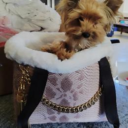 Biewer Terrier and Yorkshire Terrier Puppies from Treasures of Neptune Cove