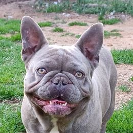 King - French Bulldog