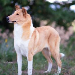 Collies from Briar Oaks