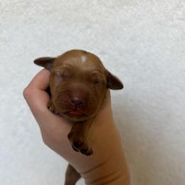 Female 1 - Golden female Golden Retriever puppy in Utah from Deseret Peak Goldens