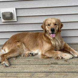 Golden Retrievers from Lock N' Gold Goldens