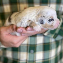 Sage - Blue merle female Miniature American Shepherd puppy in Riverton, Utah from Iron Spirit Homestead & Aussies