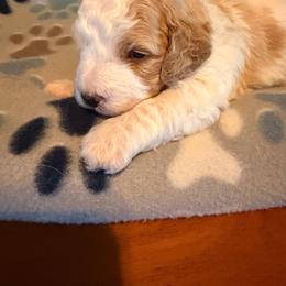 Yellow - Parti male Assorted Doodle Crosses puppy in Mt Pleasant, Texas from Hippdoodranch