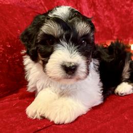 Will - Black tri-color male Aussiedoodle puppy in Charleston, Arkansas from Lazy S Aussies