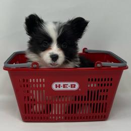 Luna (fluffy) - Brindle and white female American Corgi puppy in Waco, Texas from The Comma Corgis