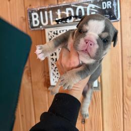 Samantha - Blue tri-color female Bulldog puppy in Seattle, Washington from mama Myra bulldogs