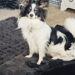 Papillon All Grown Up from Heather's Papillons
