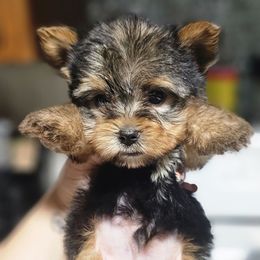 Teacup male - Black and tan male Yorkshire Terrier puppy in Thornville, Ohio from My precious yorkies