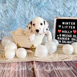 Holly - White and black female Dalmatian puppy in Joshua, Texas from Rainier DALS LUA Dalmatians