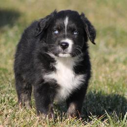Australian Shepherd Puppies from Frantzick Farm Aussies