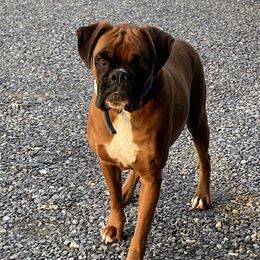 Lexi - Boxer