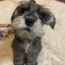 Miniature Schnauzers from Natalie's Mini Schnauzers