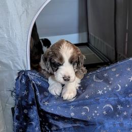 Aussiedoodle Puppies from Ridgeview Aussiedoodles