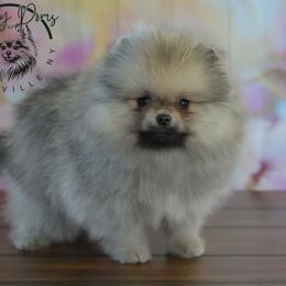 Grizz - Cream sable male Pomeranian puppy in Fultonville, New York from Sandy Aussies & Pomeranians