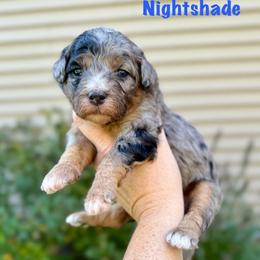 Nightshade - Merle male Bernedoodle puppy in Midland, Michigan from Northern Charm Farm