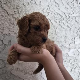 Mars - Red  male Poodle puppy in Chandler, Arizona from Fabi toy Poodle