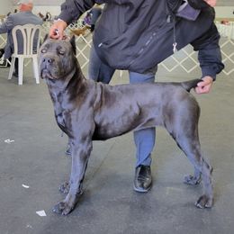 Dutchess - Cane Corso