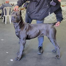 Dutchess - Cane Corso