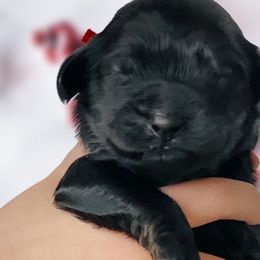 Boy 1 - Black Whoodle puppy in Knoxville, Tennessee from Fleury Farm Doodles TN