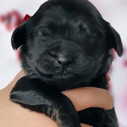 Boy 1 - Black Whoodle puppy in Knoxville, Tennessee from Fleury Farm Doodles TN