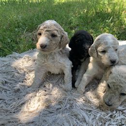 Zoe - Poodle puppy in Redding, California from Canyon Creek Kennels