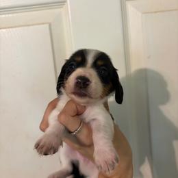 Apollo - Piebald male Dachshund puppy in Conroe, Texas from Dots Dachshunds
