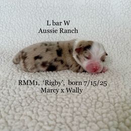 Rigby - Red merle male Miniature Australian Shepherd puppy in Midway, Texas from L Bar W Aussie Ranch