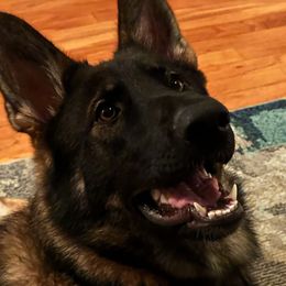 German Shepherds from Von Wildmann's Shepherds