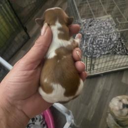 Boy 2 - Red and white male Shih Tzu puppy in Alexander, Arkansas from TnT Shih Tzu