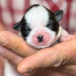 Girl - Red and white female Shih Tzu puppy in Berkeley Springs, West Virginia from Sandridge Shih Tzus