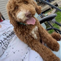 Cavapoos and Goldendoodles from Southern Country Doodles