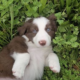 Flame - White and red male Border Collie puppy in Owenton, Kentucky from Three16 Ranch