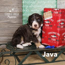 Java - Tri-color male Bernedoodle puppy in Heyworth, Illinois from Cobble Creek Puppies