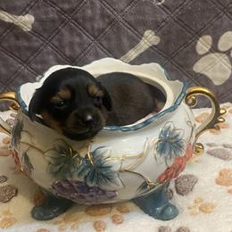 ZOEY - Black female Dachshund puppy in Elizabethtown, Kentucky from Teeny Tiny Puppy Tails