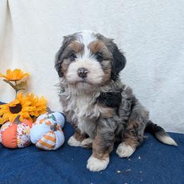 Roswell ultra - Blue merle male Bernedoodle puppy in Placerville, California from Quartz Mountain Doodles