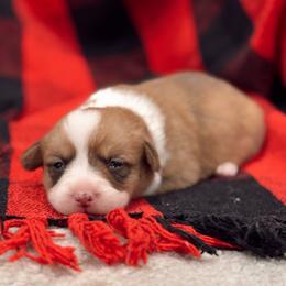 Stella - Red female Pembroke Welsh Corgi puppy in Beggs, Oklahoma from Blue Diamond Corgi’s