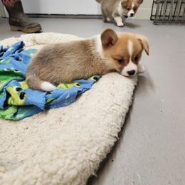 Bulldog and Pembroke Welsh Corgi Puppies from Salted Rim Corgis