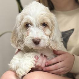 Sandy - Cream female Cockapoo puppy in Tallahassee, Florida from Panhandle Pups