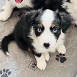 DELILAHROSE - Black tri female Miniature Australian Shepherd puppy in California from Elsa’s lil Wiggle Butts