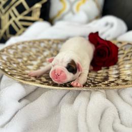 Yellow - White female Boxer puppy in Denver, Colorado from Yuni’s AKC Boxers