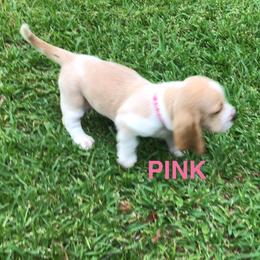 Pink - Lemon and white female Basset Hound puppy in Valley, Alabama from Beverly's Bassets