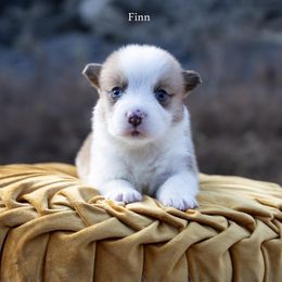 Finn - Red male Pembroke Welsh Corgi puppy in Manchester, Kentucky from Riverside Corgis