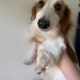 Wayne - Piebald male Dachshund puppy in Youngstown, Florida from Paradox Dachshunds