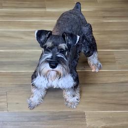 Lyla - Miniature Schnauzer