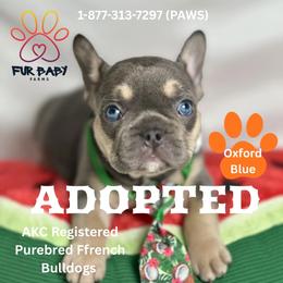 Boy 4 - Tricolors male French Bulldog puppy in Michigan from Fur Baby Farms