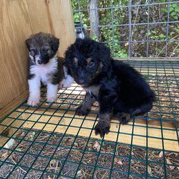 Aussiedoodle and Australian Shepherd Puppies from Dark Water Standards