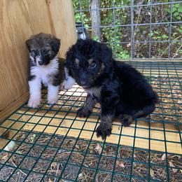 Aussiedoodle and Australian Shepherd Puppies from Dark Water Standards
