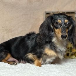 Aspen - Dachshund