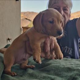 Slinky - Cream male Dachshund puppy in Yarnell, Arizona from Santa Rita Doxies